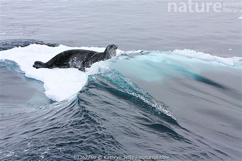 Nature Picture Library Southern Type B Killer whales (Orcinus orca ...