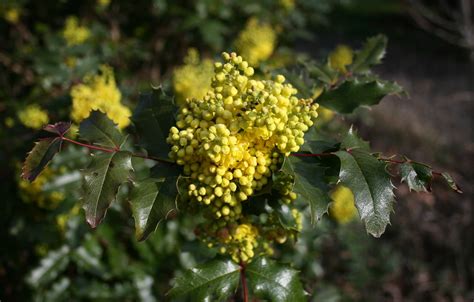 Oregon Grape | The State Flower of Oregon. It's really beaut… | Flickr