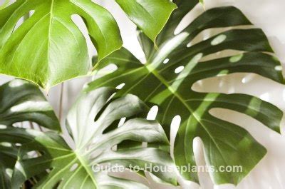 Tropical House Plants for Vibrant Style