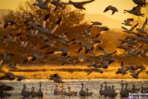 Colorado Rocky Mountain Wildlife Photography-Bryan Maltais