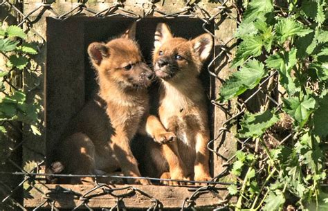 12 Playful Dhole Pups at Howletts Wild Animal Park - ZooBorns