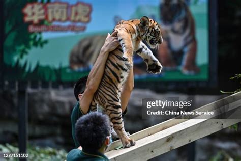 South China Tiger Cub Meets Public In Guangzhou Photos and Premium High ...