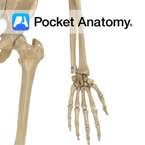 Ulna - styloid process - Pocket Anatomy