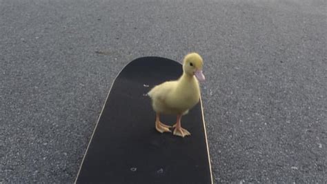 Sassy Ducks on Tumblr