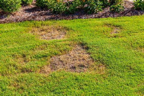 When You Should Remove Lawn Thatch - Scientific Plant Service