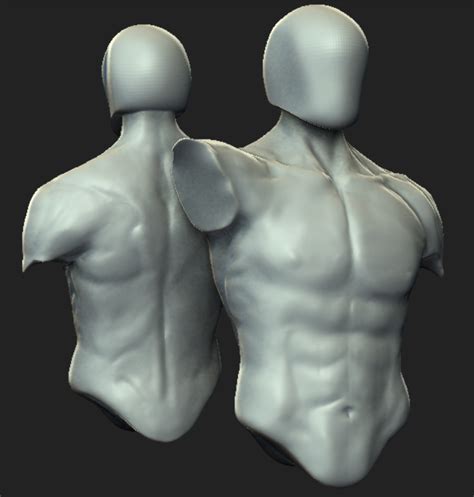 Male Torso Muscle Anatomy