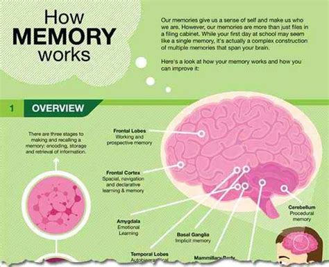 Poor Memory and Its Causes | Al-Rasub