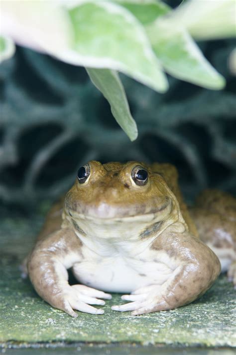 Do Pacman Frogs Hibernate? Read This! | OnReptiles