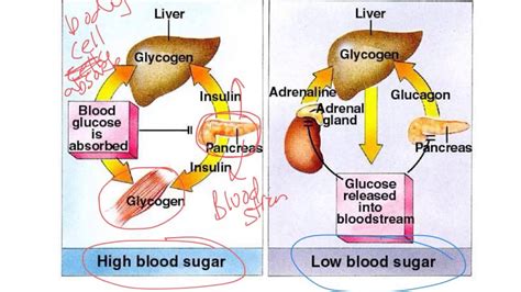 How Insulin and Glucagon Work - YouTube