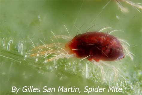 Mite Bites: Symptoms, Treatment and Prevention