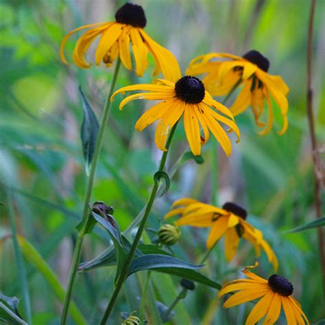 Black-Eyed Susan, Rudbeckia (Rudbeckia hirta) - Annie's Heirloom Seeds