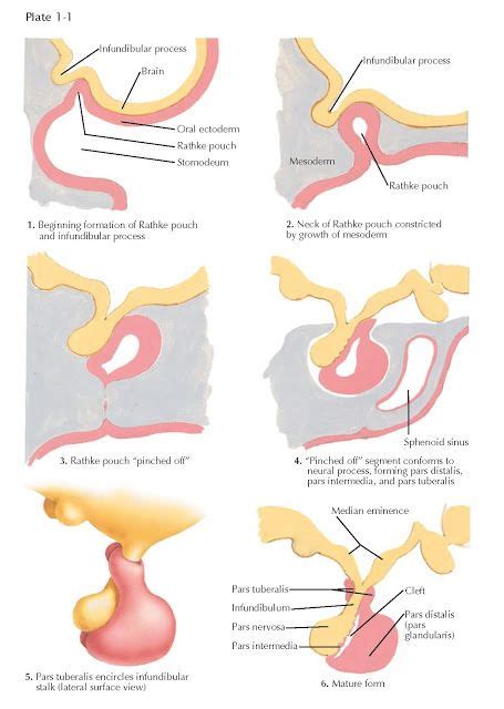 Cancer Of The Pituitary Gland Survival Rate - mapasgmaes