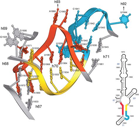 RNA Structure: Reading the Ribosome | Science