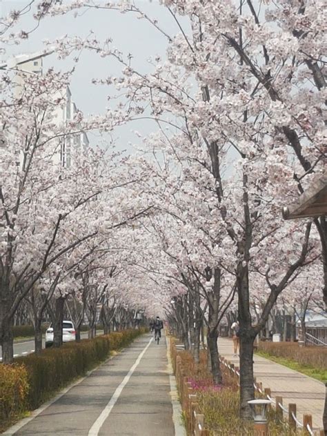 Cherry blossoms, Busan | Country roads, Outdoor, Places ive been
