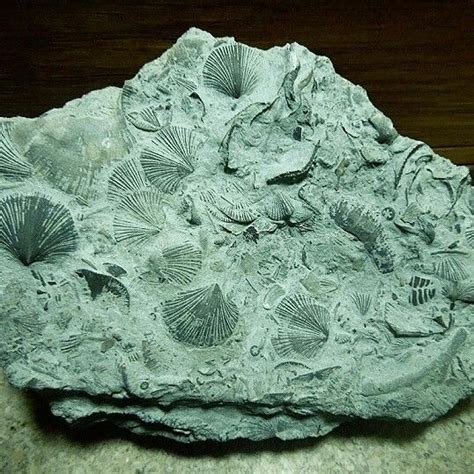 Sediment Fossils