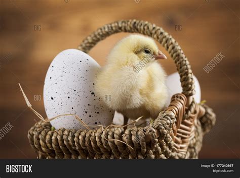 Easter Animal Image & Photo (Free Trial) | Bigstock