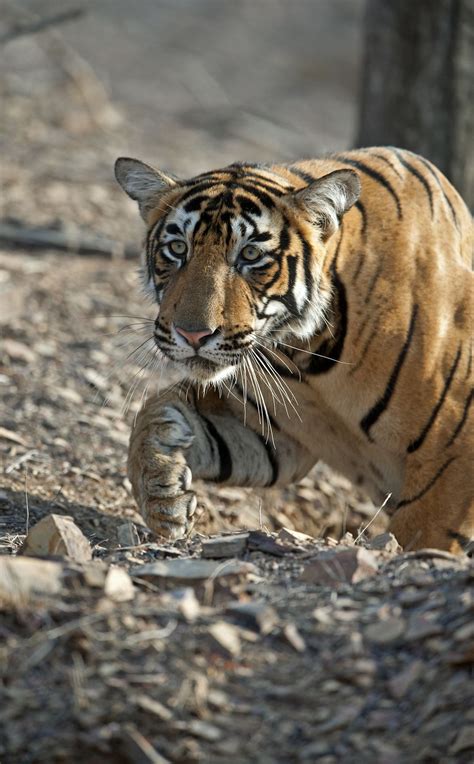 Tiger in hunting mood | Smithsonian Photo Contest | Smithsonian Magazine