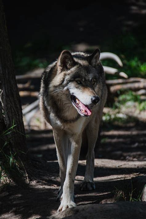 Wolf Howling in the Forest · Free Stock Photo