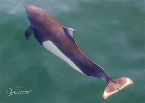 Dreaming of Porpoise | Vancouver Island, British Columbia | Jens ...