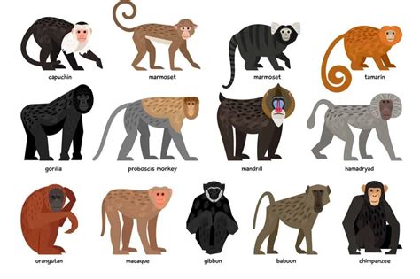 13 Different Types of Monkeys from Around the World – Nayturr