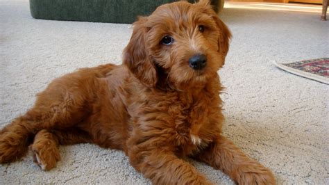 About Goldendoodles- Aussiedoodle and Labradoodle Puppies | Best Labradoodle Breeders in ...