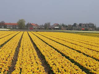 Nasi Lemak Lover: Tulip, Keukenhof Gardens in the Netherlands, Part 1