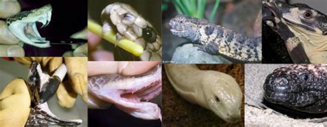 Reptile Facts - reptilesrevolution: Reptile Venom Evolution The...