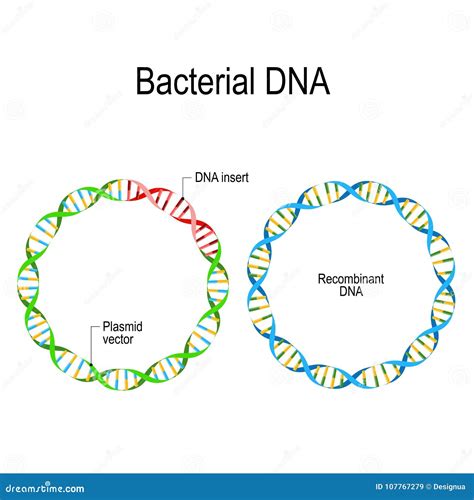 Plasmid and Recombinant Bacterial DNA. Stock Vector - Illustration of cellular, disease: 107767279