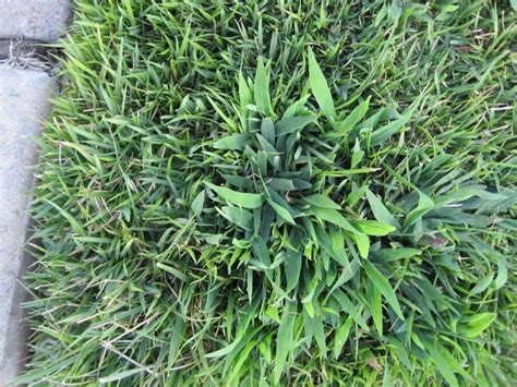 When to apply Pre Emergent herbicide for crabgrass control? | Greensource LLC