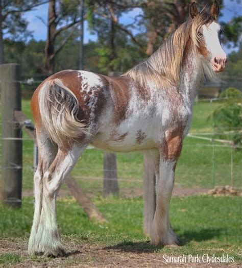 Blue Roan Clydesdale | blue/red roan horse - Google Search | unusual ...