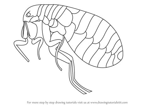 Flea Coloring Pages