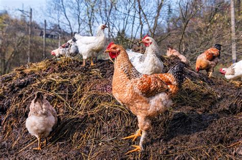 How To Compost Chicken Manure (And Use It In The Garden) - The Hen's Loft