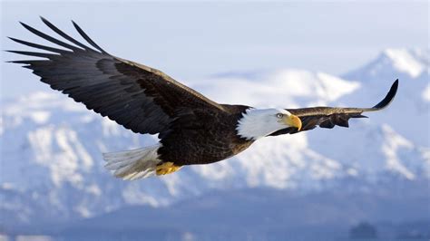 Majestic Bald Eagle wallpaper | 1920x1080 | #13768