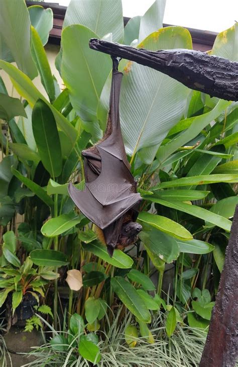 Fruit Bat Hanging in a Tree Stock Image - Image of asia, nocturnal: 162523541