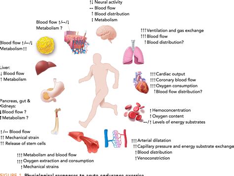 Figure 1 from Organ-specific physiological responses to acute physical ...