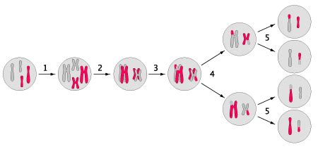 Heterozygous | Definition, Examples & Mutation - Video & Lesson ...