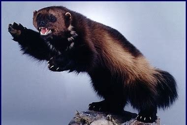 wolverine - Animals of the North