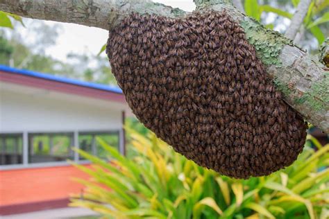 Capturing and Installing A Swarm of Bees