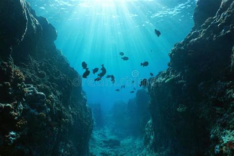 Underwater Canyon In Coral Reef Stock Photo - Image of coral, tropics: 29224666