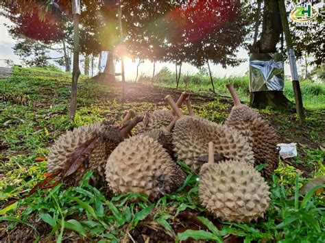 Kampung Durian (400g) - ZH Jaya