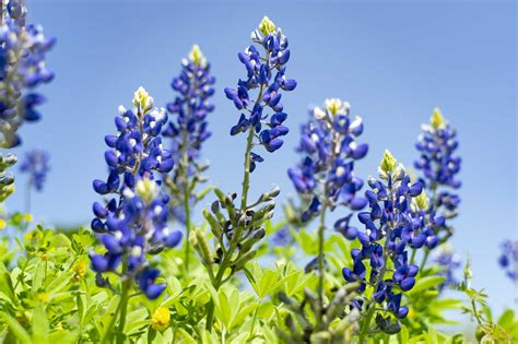 Texas Bluebonnet Wallpapers and Backgrounds 4K, HD, Dual Screen