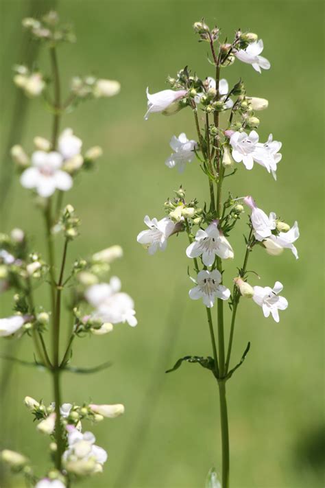 White Flowers · Free Stock Photo