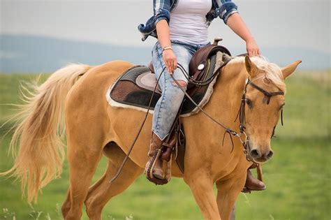 150 Awesome Names For Your Palomino Horse - Animal Hype