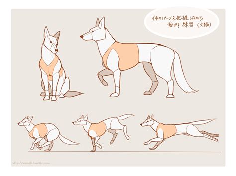 artist-refs | Dog anatomy, Animal drawings, Canine art