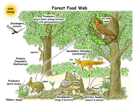 Forest Food Webs