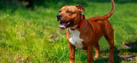 Pitbull Weiner Dog Mix: Top 6 Traits Revealed - Petzooie