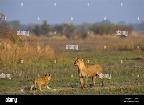 Lioness after hunting with cubs Stock Photo - Alamy