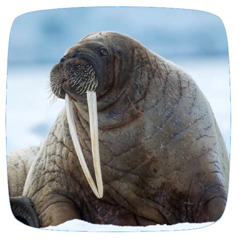 Walrus Sounds - Apps on Google Play