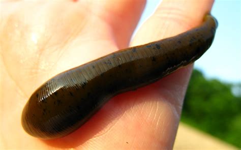 Researchers sequence third leech species’ genome, finding over 30 blood thinners ...