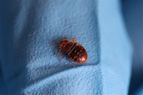 Explainer: Paris freaks out over bedbugs ahead of Olympic Games | Reuters